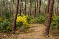 Cytisus scoparius - Fabaceae