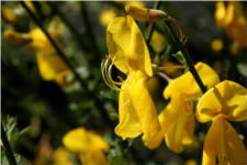 Cytisus scoparius - Fabaceae