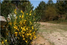 Cytisus scoparius - Fabaceae