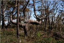 Pinus