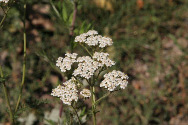 Achillea Millefolium - Asterace Achillea Millefolium - Asterace