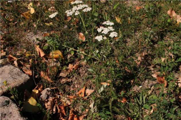 Achillea Millefolium - Asterace Achillea Millefolium - Asterace