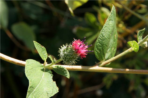 Arctium Tomentosum - Asteraceae Arctium Tomentosum - Asteraceae