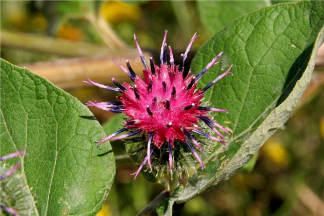 Arctium Tomentosum - Asteraceae Arctium Tomentosum - Asteraceae