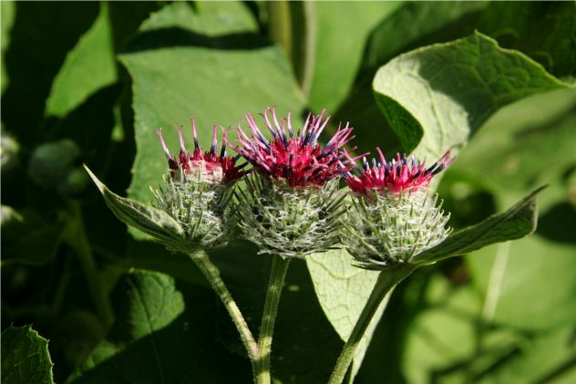 Arctium Tomentosum - Asteraceae Arctium Tomentosum - Asteraceae