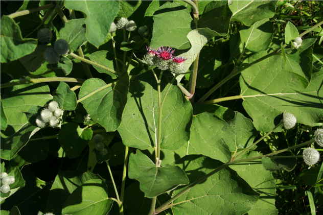 Arctium Tomentosum - Asteraceae Arctium Tomentosum - Asteraceae