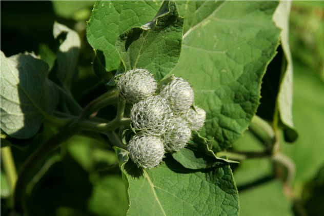 Arctium Tomentosum - Asteraceae Arctium Tomentosum - Asteraceae