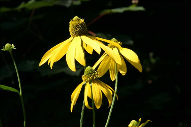Arnica Montana - Asteraceae Arnica Montana - Asteraceae