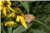 Arnica Montana [Asteraceae] - Arnica des montagnes - Arnika górska [Astrowate] - Wolf's bane