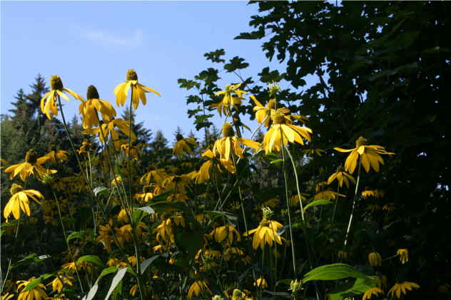Arnica Montana - Asteraceae Arnica Montana - Asteraceae