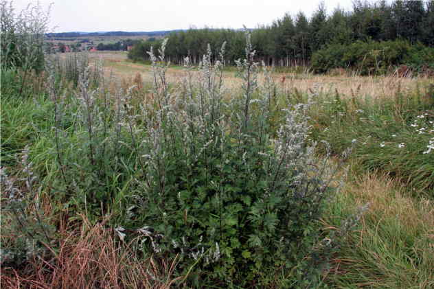 Artemisia Vulgaris - Asteraceae Artemisia Vulgaris - Asteraceae