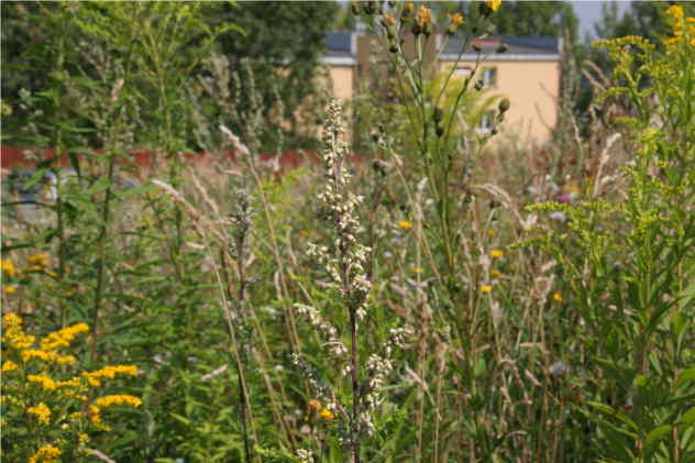 Artemisia Vulgaris - Asteraceae Artemisia Vulgaris - Asteraceae