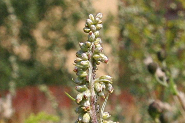Artemisia Vulgaris - Asteraceae Artemisia Vulgaris - Asteraceae