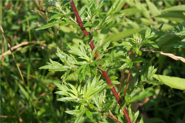 Artemisia Vulgaris - Asteraceae Artemisia Vulgaris - Asteraceae