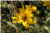 Bidens Cernua [Asteraceae] - Bident penché - Uczep zwisły - Nodding Bur-marigold