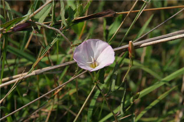 Calystegia Sepium - Convolvulaceae Calystegia Sepium - Convolvulaceae