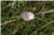 Calystegia Sepium [Convolvulaceae] - Liseron des haies - Kielisznik zaroślowy [Powojowate] - Hedge Bindweed