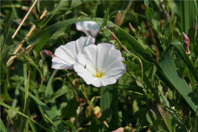 Calystegia Sepium - Convolvulaceae Calystegia Sepium - Convolvulaceae