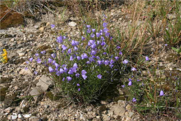 Campanula Patula - Campanulaceae