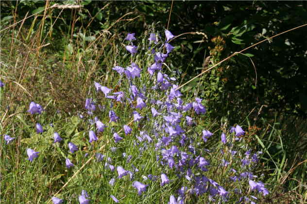 Campanula Patula - Campanulaceae