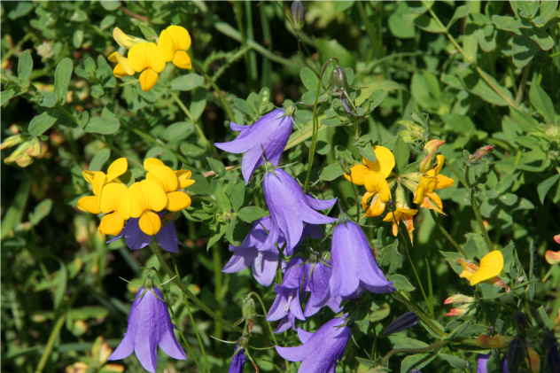Campanula Patula - Campanulaceae