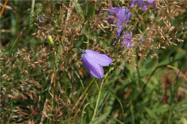 Campanula Patula - Campanulaceae