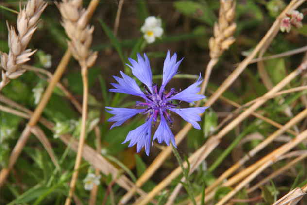 Centaurea Cyanus - Asteraceae Centaurea Cyanus - Asteraceae