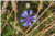 Centaurea Cyanus [Asteraceae] - Bleuet des champs - Chaber bławatek [Astrowate] - Cornflower, Bluebottle, Hurtsickle