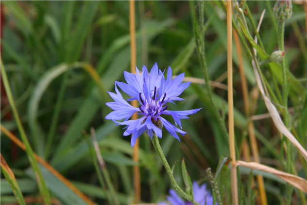 Centaurea Cyanus - Asteraceae Centaurea Cyanus - Asteraceae