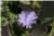 Cichorium Intybus [Asteraceae] - Chicorée sauvage - Cykoria podróżnik - Common chicory