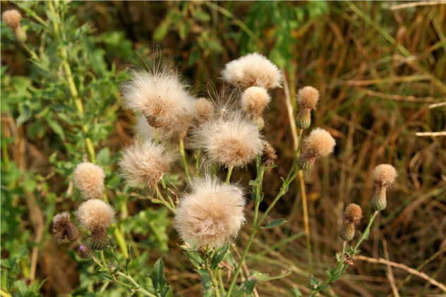 Cirsium Arvense - Asteraceae Cirsium Arvense - Asteraceae