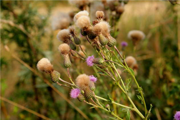 Cirsium Arvense - Asteraceae Cirsium Arvense - Asteraceae