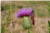 Cirsium Vulgare [Asteraceae] - Chardon Lancéolé - Ostrożeń Lancetowaty [Astrowate] - Spear Thistle, Bull thistle