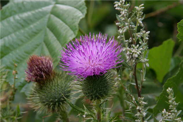 Cirsium Vulgare - Asteraceae Cirsium Vulgare - Asteraceae