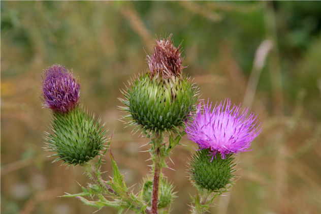 Cirsium Vulgare - Asteraceae Cirsium Vulgare - Asteraceae