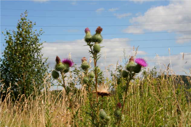 Cirsium Vulgare - Asteraceae Cirsium Vulgare - Asteraceae
