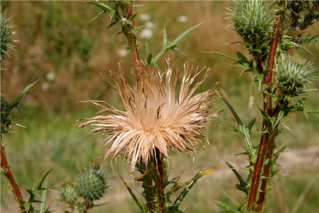 Cirsium Vulgare - Asteraceae Cirsium Vulgare - Asteraceae