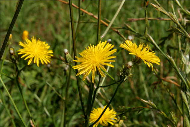 Crepis Biennis - Asteraceae Crepis Biennis - Asteraceae