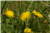 Crepis Biennis [Asteraceae] - Crépide bisannuelles - Pępawa dwuletnia - Rough Hawksbeard