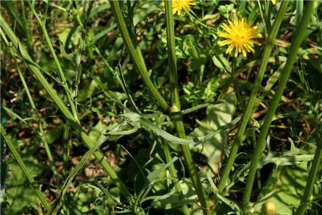 Crepis Biennis - Asteraceae Crepis Biennis - Asteraceae