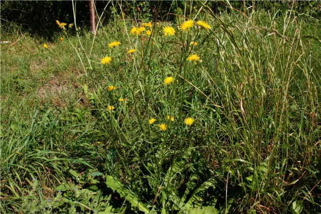 Crepis Biennis - Asteraceae Crepis Biennis - Asteraceae