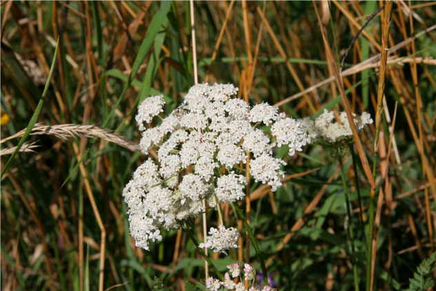 Daucus Carota - Apiaceae Daucus Carota - Apiaceae