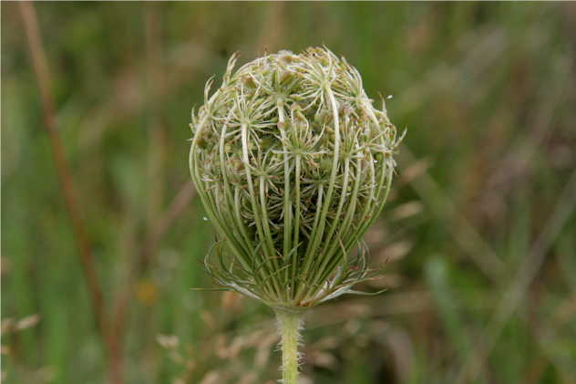 Daucus Carota - Apiaceae Daucus Carota - Apiaceae