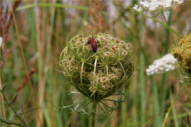 Daucus Carota - Apiaceae Daucus Carota - Apiaceae