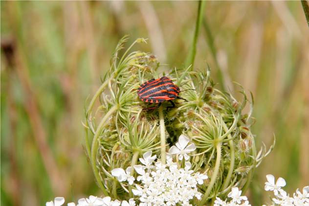 Daucus Carota - Apiaceae Daucus Carota - Apiaceae
