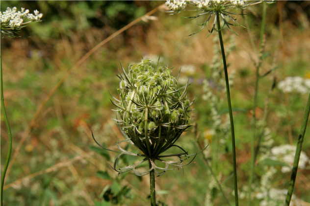 Daucus Carota - Apiaceae Daucus Carota - Apiaceae