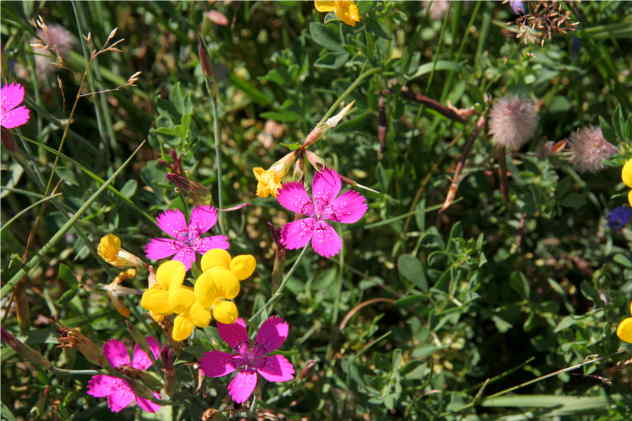 Dianthus Carthusianorum - Caryophyllaceae Dianthus Carthusianorum - Caryophyllaceae