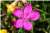 Dianthus Carthusianorum [Caryophyllaceae] - Œillet des Chartreux - Goździk kartuzek [Goździkowate] - Carthusian Pink