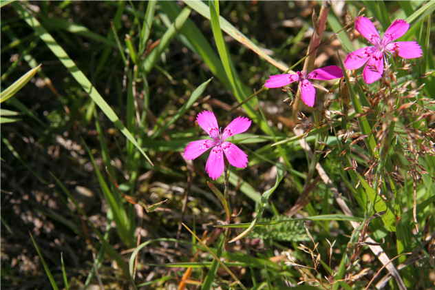 Dianthus Carthusianorum - Caryophyllaceae Dianthus Carthusianorum - Caryophyllaceae