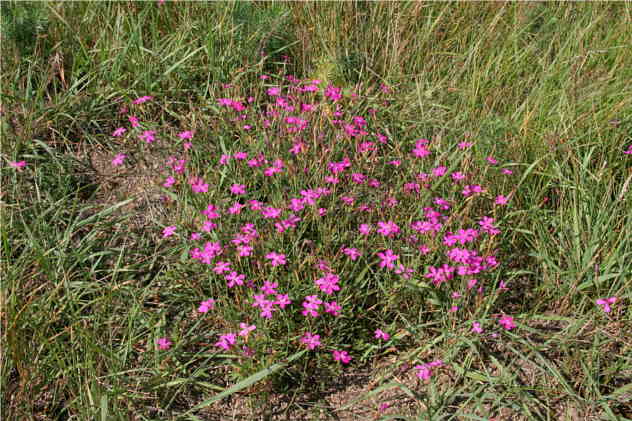 Dianthus Carthusianorum - Caryophyllaceae Dianthus Carthusianorum - Caryophyllaceae